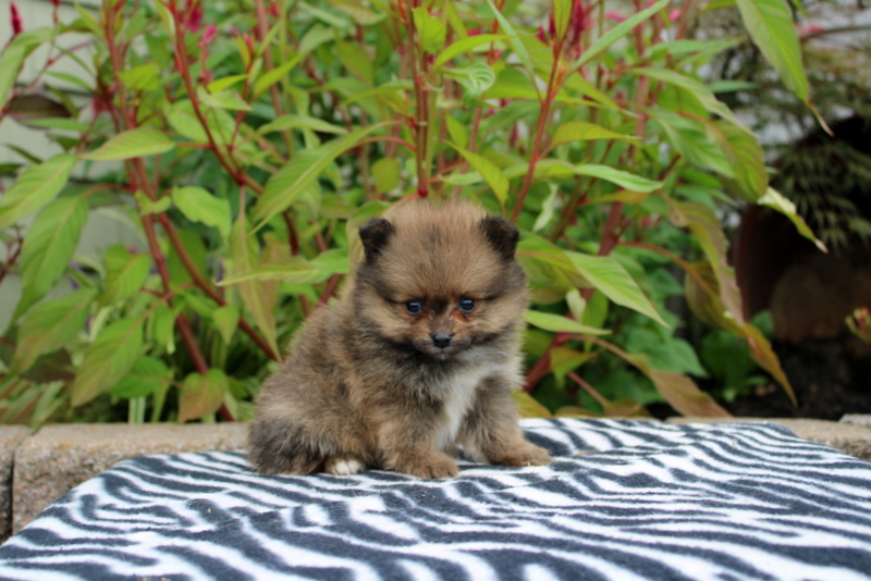 puppy, for, sale, Pomeranian, Matthew B. Stoltzfus, dog, breeder, Gap, PA, dog-breeder, puppy-for-sale, forsale, nearby, find, puppyfind, locator, puppylocator, aca
